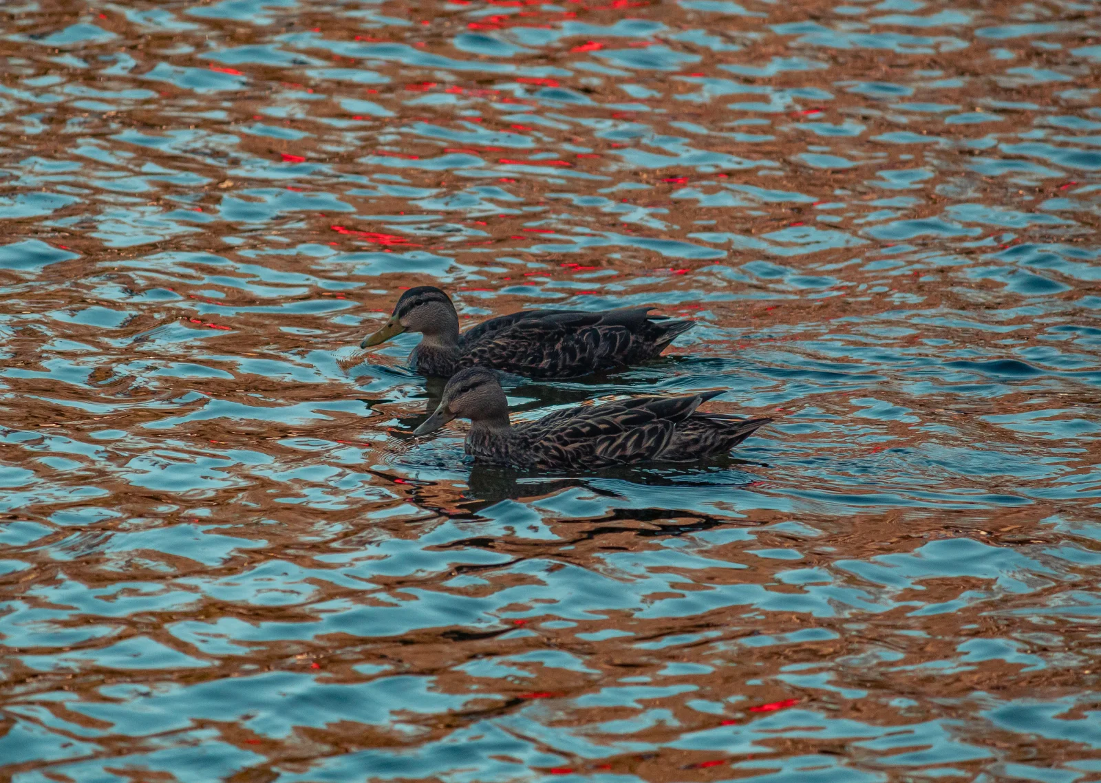 nature photography by JRMGraphy